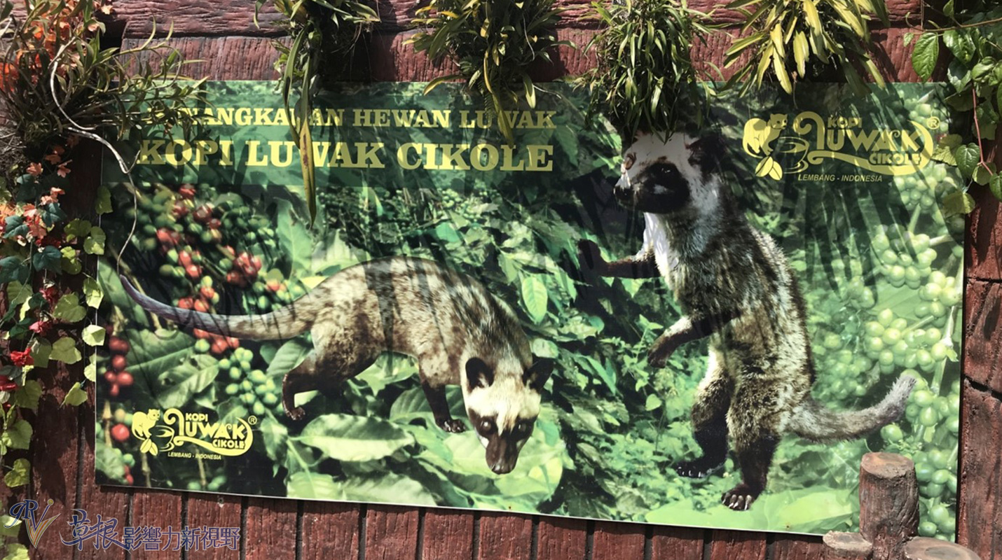 爪哇惊奇,二十万隆麝香猫咖啡园
