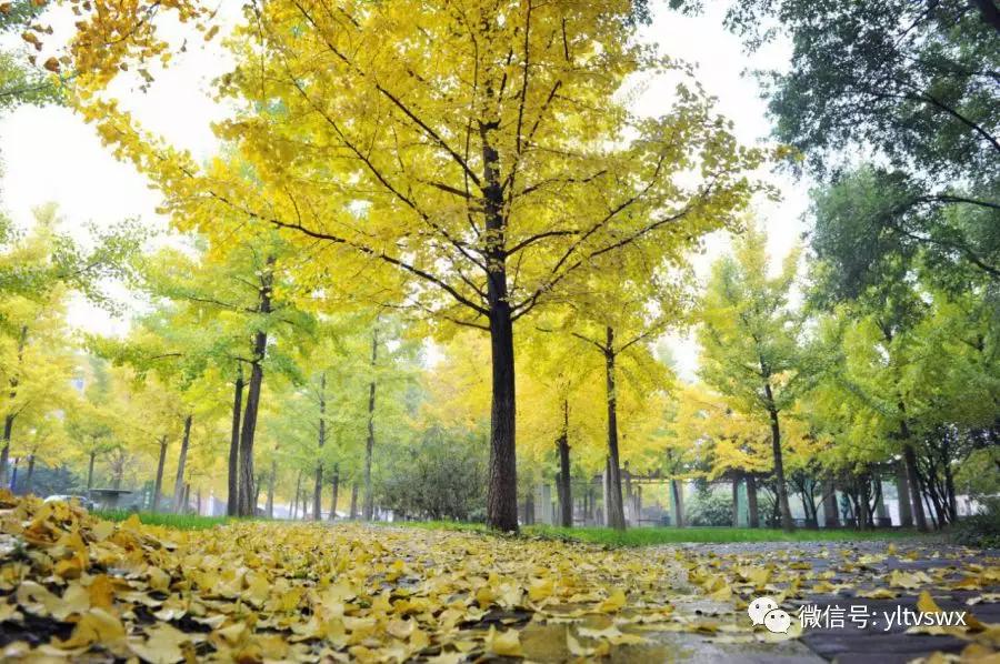 杨凌美丽的大都市,杨凌有没有安静的地方适合约会