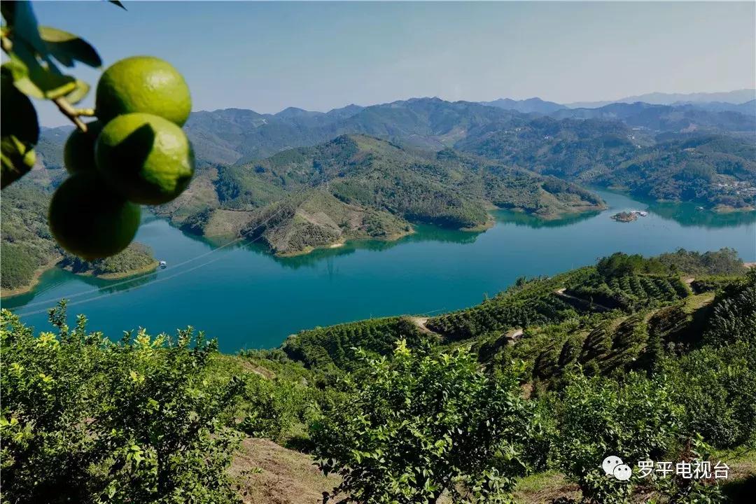 好消息！罗平鲁布革千亩柠檬丰收登上中央电视台！