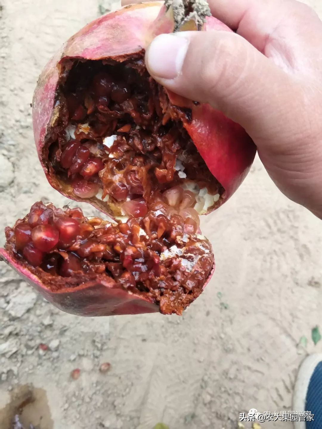 果实蝇危害山楂树吗,防治果实蝇最好方法