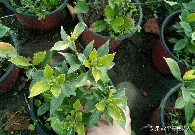 栀子花烂根最好的救活方法,栀子花烂根的补救办法