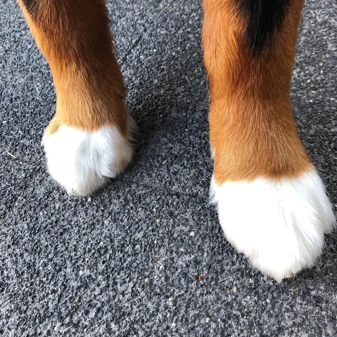 宠物窝怎么清洁保养好,宠物肉垫毛怎么清理