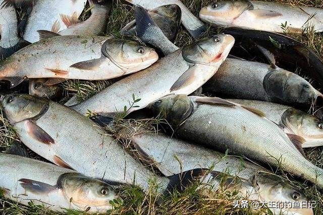 钓鲢鳙如何根据鱼情调整钩距,选好的钓鱼线