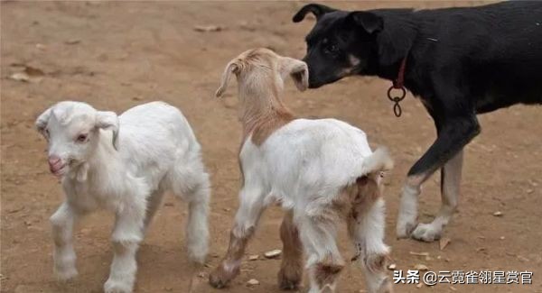 一窝小羊因主人贪吃失去母爱,被两只狗狗养大了,发生转基因了?