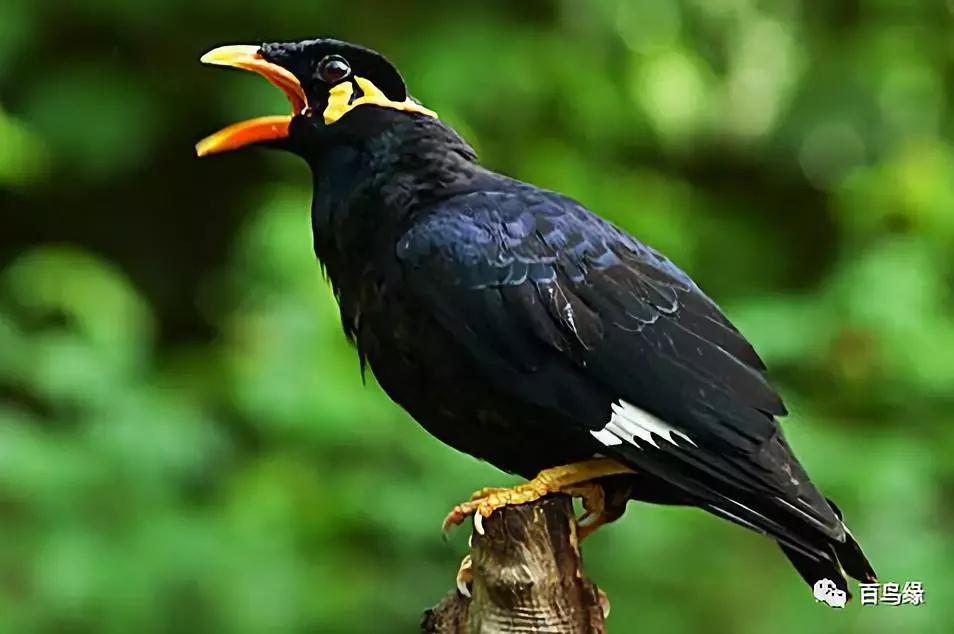 鹩哥和八哥寿命,八哥和鹩哥繁殖