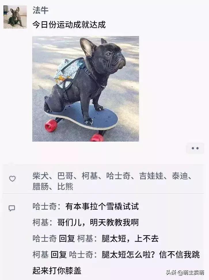 狗拟人化的性格,各种狗狗拟人化