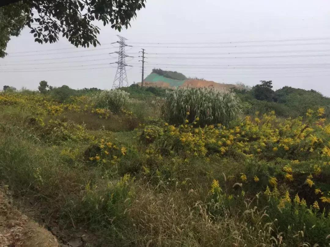 苏州阳山新城未来规划,新苏州乐园附近规划曝光