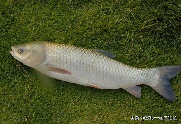 四月份钓鱼该钓什么地方,四月份钓鱼方法与技巧