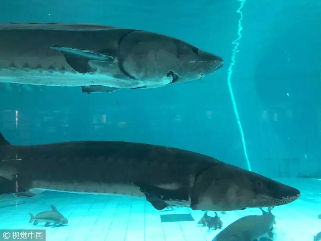 谁杀死了“大鱼”？——生死中华鲟