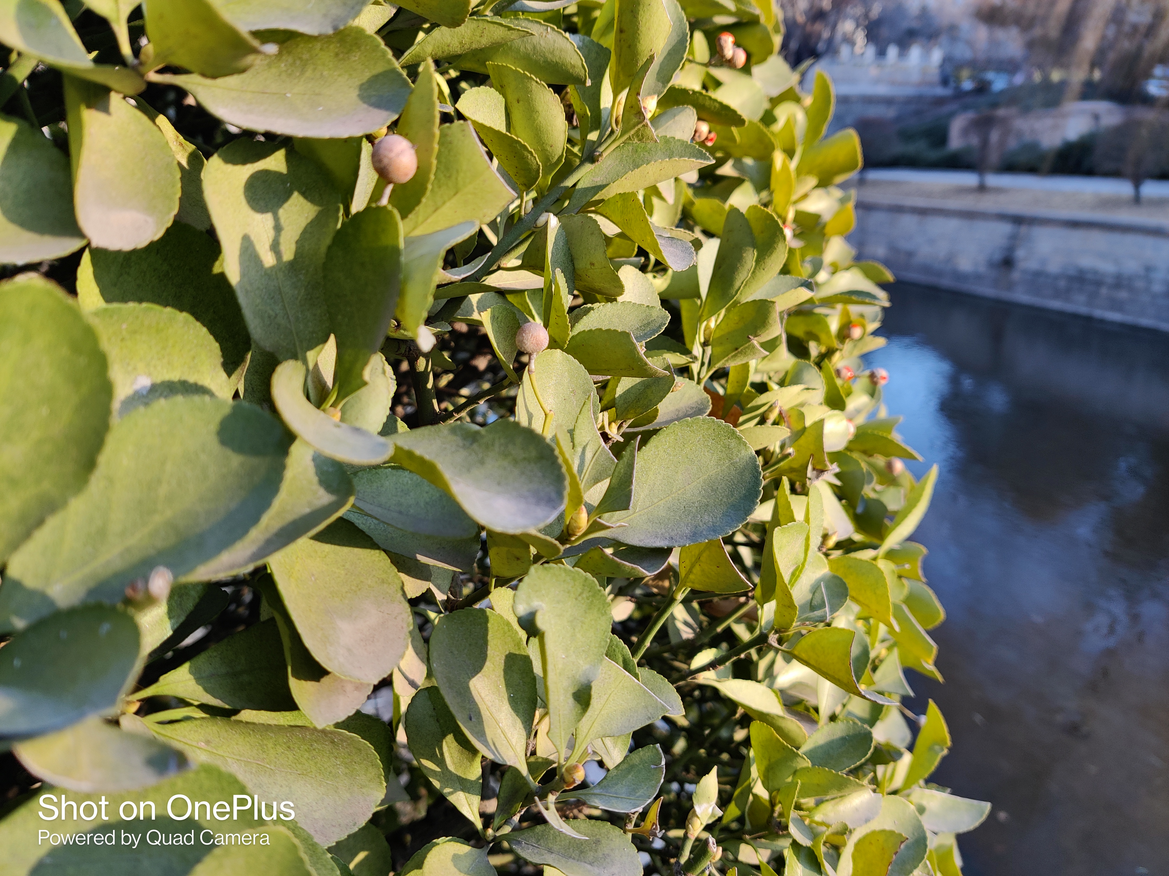 一加8t与opporeno5pro怎么选,opporeno8pro拍照对比xr