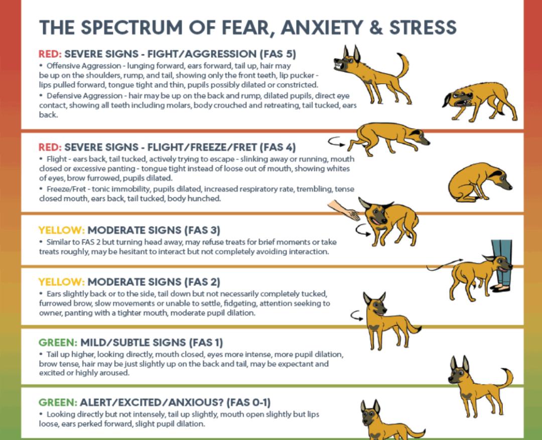 有什么方法可以防止猫狗进来,猫狗怕得什么病