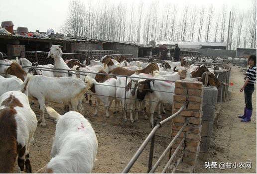 在农村创业养殖做什么生意能赚钱,返乡养殖小本创业什么项目好