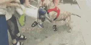 暑假安全隐患多！孩子被狗咬怎么办？除了去医院这3步家长要知道