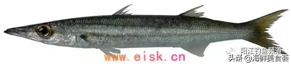 十种最受欢迎的海鱼,钓鱼人最爱的海鱼