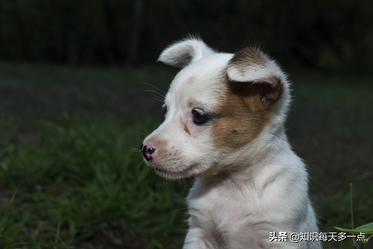 狗狂犬病发作的症状表现,狗狗麻痹型狂犬病症状有哪些