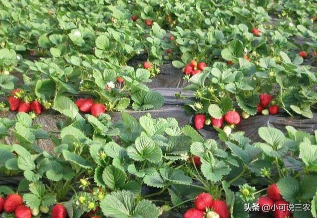 草莓的叶子为什么会弯,草莓的叶子变软怎么回事