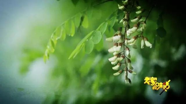 吃槐花注意事项,开始吃槐花了会怎样