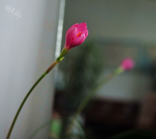 春暖花开原创的声音,倾听花开的声音