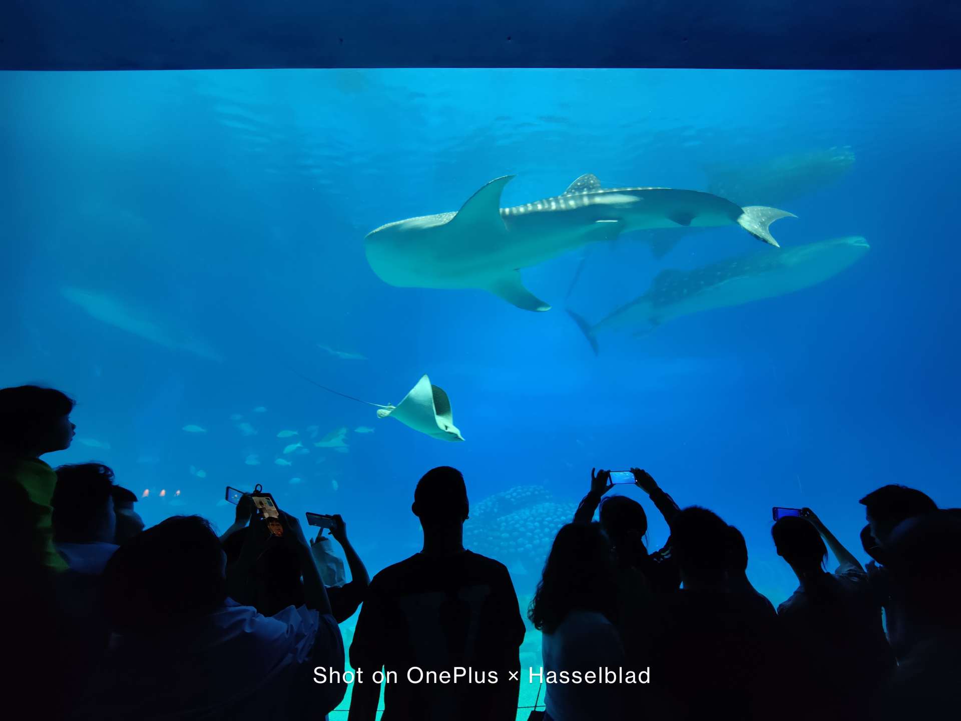 一加9最新评价,一加9的各个方面评价