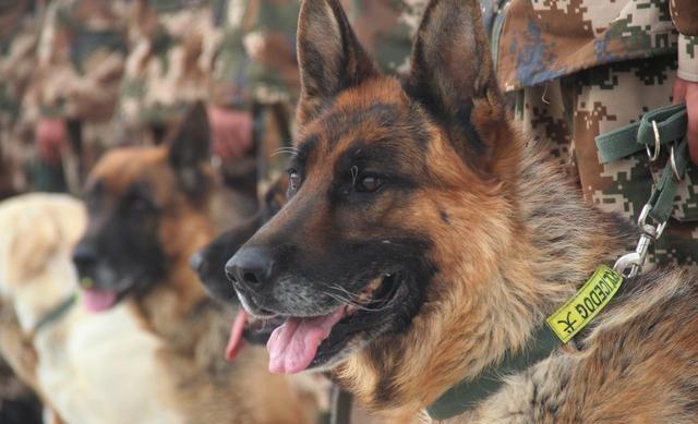 忠诚又有杀伤力又保护主人的狗狗,这6种狗狗既通人性又聪明