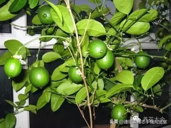 100种常见花卉植物图谱,100种花卉素描图谱