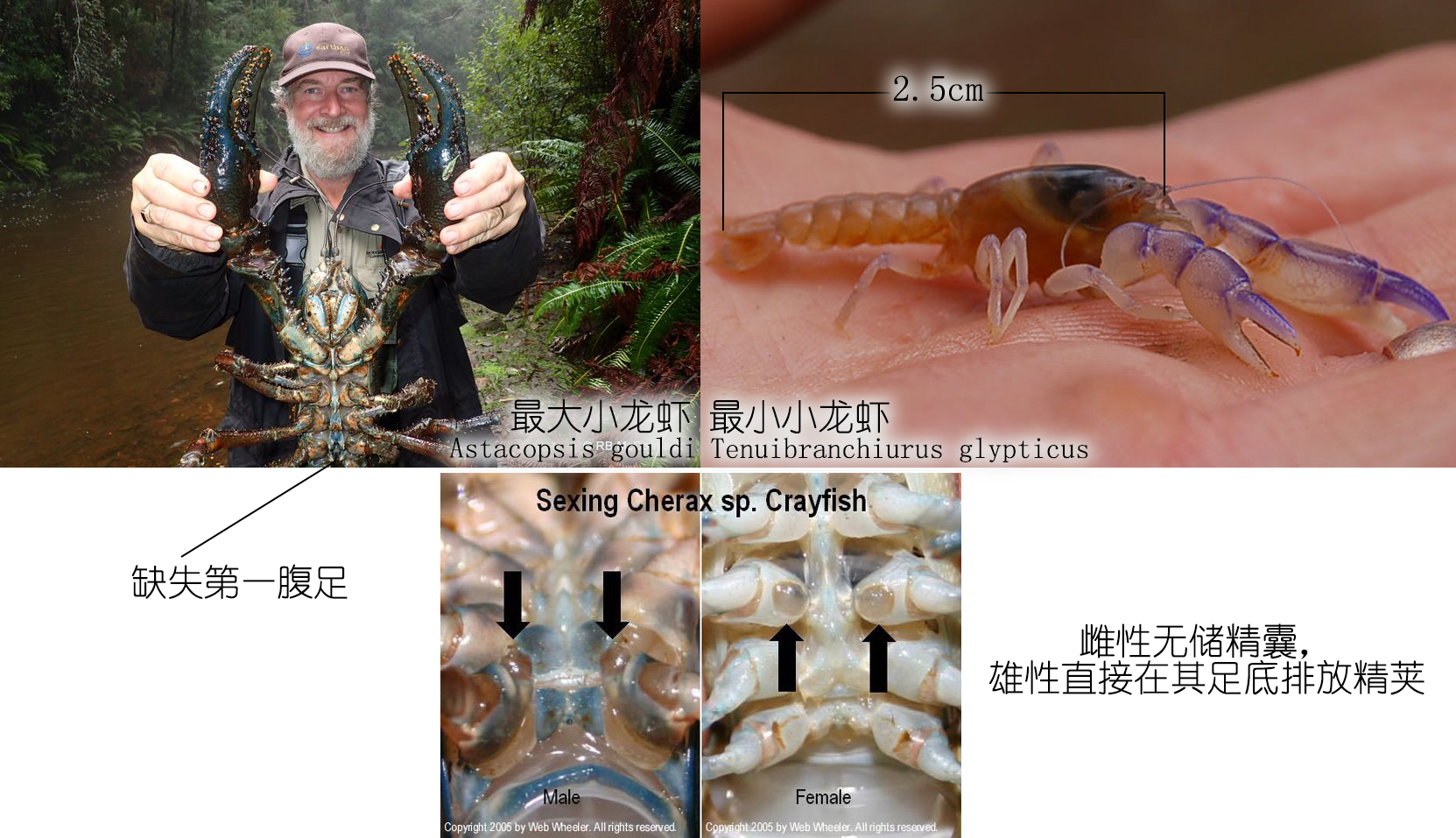 食物扫盲认识小龙虾,餐桌上的动物以及分类