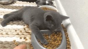 宠物医生冬季养宠攻略,宠物医生的养宠建议