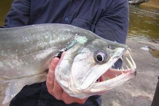 亚马逊河最恶心的动物,亚马逊河十大危险动物