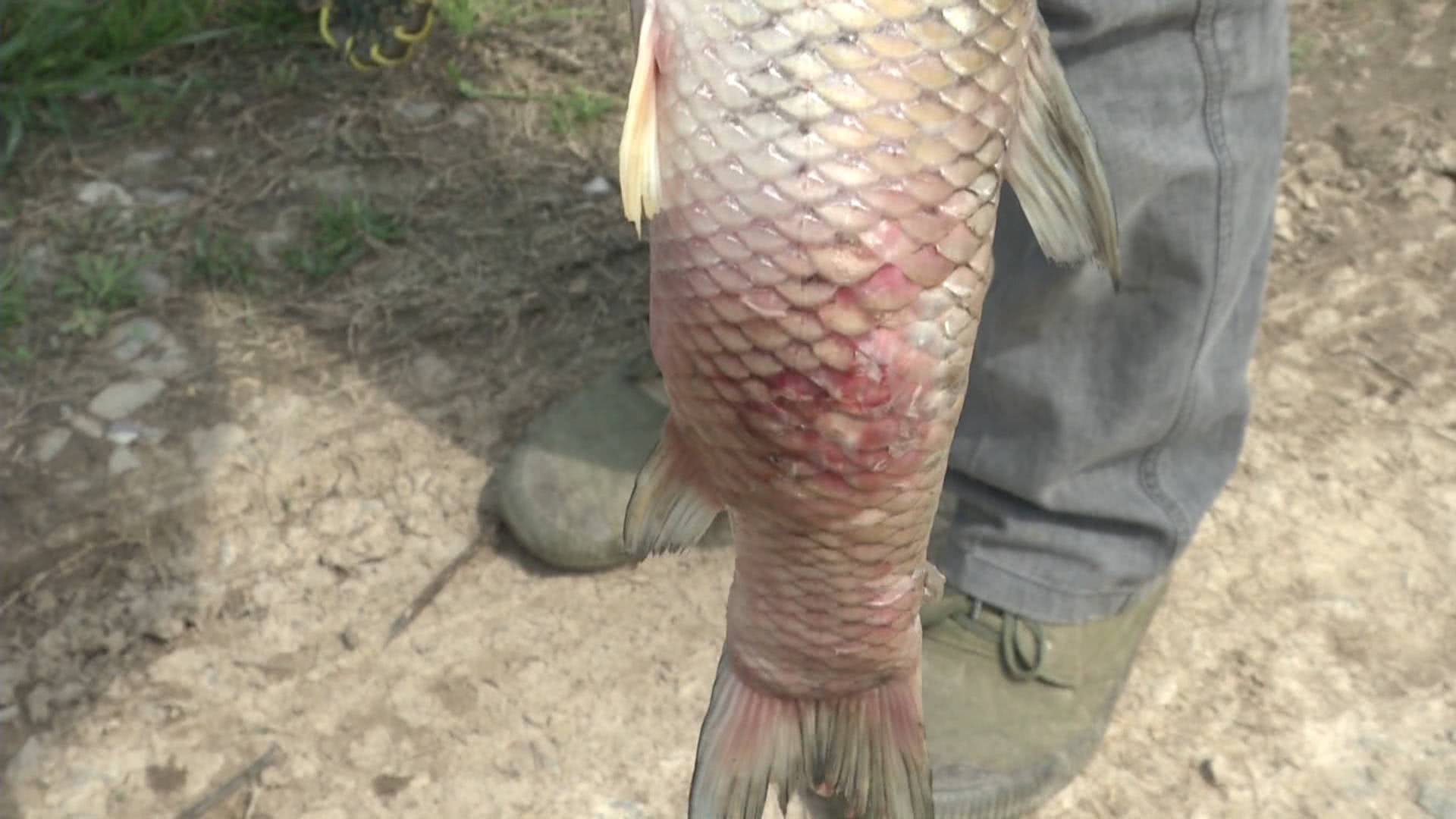 一村民30多亩的鱼塘，10多天草鱼死了1000多斤，专家说是水的原因！