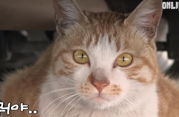 猫冷血无情是真的吗,猫的性格有多残忍