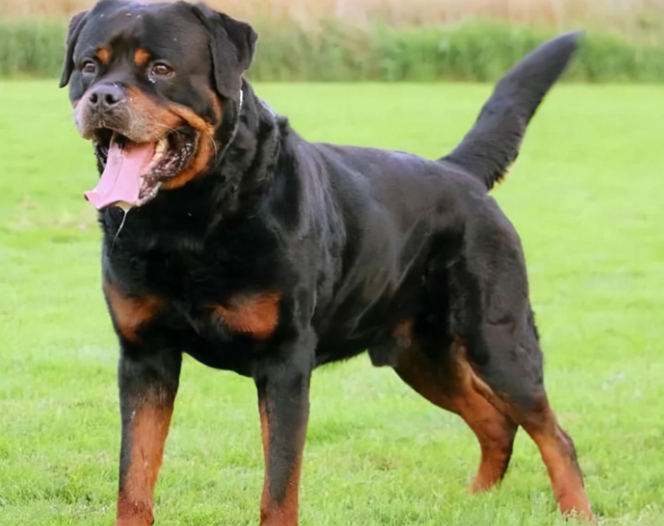 哪种狗最好养又不会生病,什么狗最聪明但很多人不愿意养