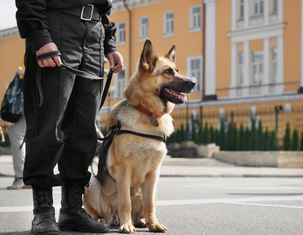 忠诚懂事可爱的狗狗请善待它们,这6种狗狗再爱也别碰会崩溃