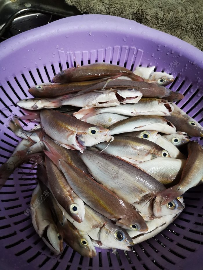 矶钓一竿远,精彩矶钓