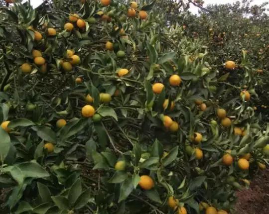 金桔落果怎么治疗,金桔树落花落果怎么办