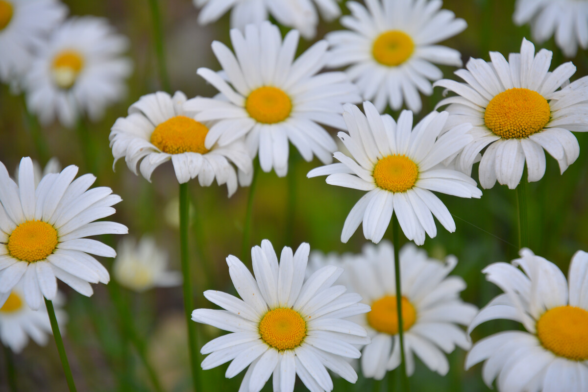 植物世界丨40款人见人爱的爆火花卉居然都是入侵植物，丢弃要犯罪