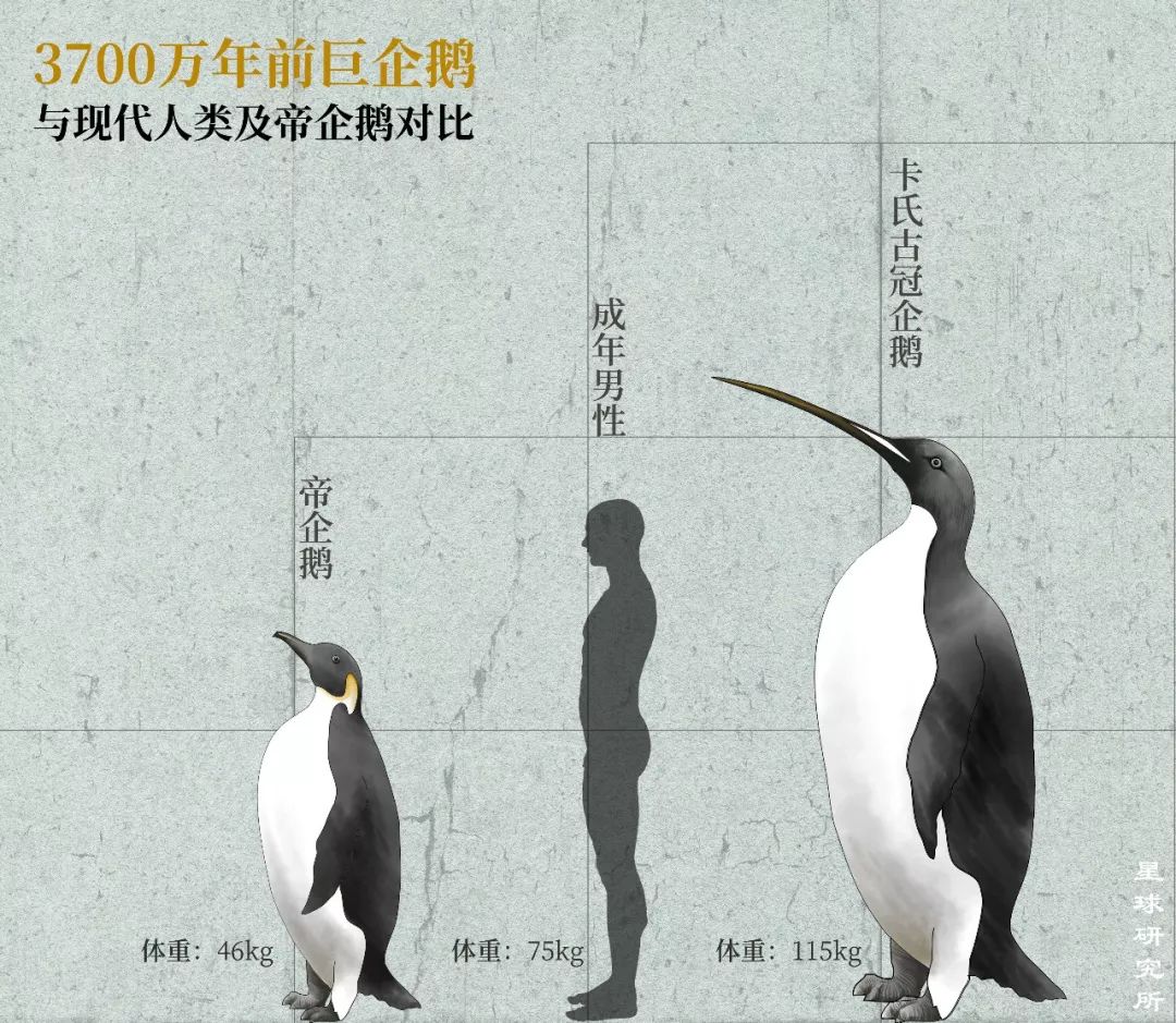 南极从哪里来的最多,南极从哪里开始到哪里结束