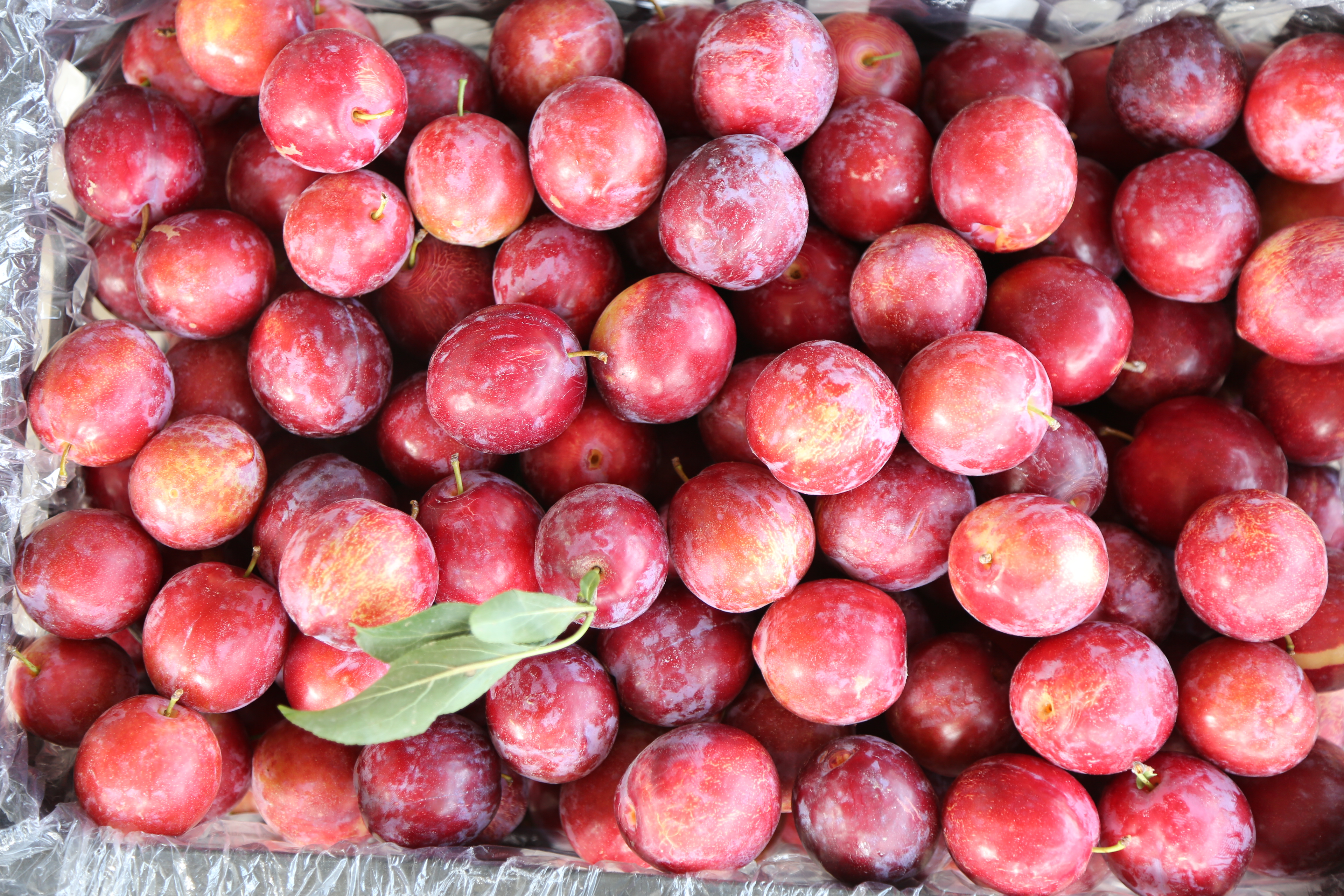 吉祥三宝代县,吉祥三宝柳林村图片