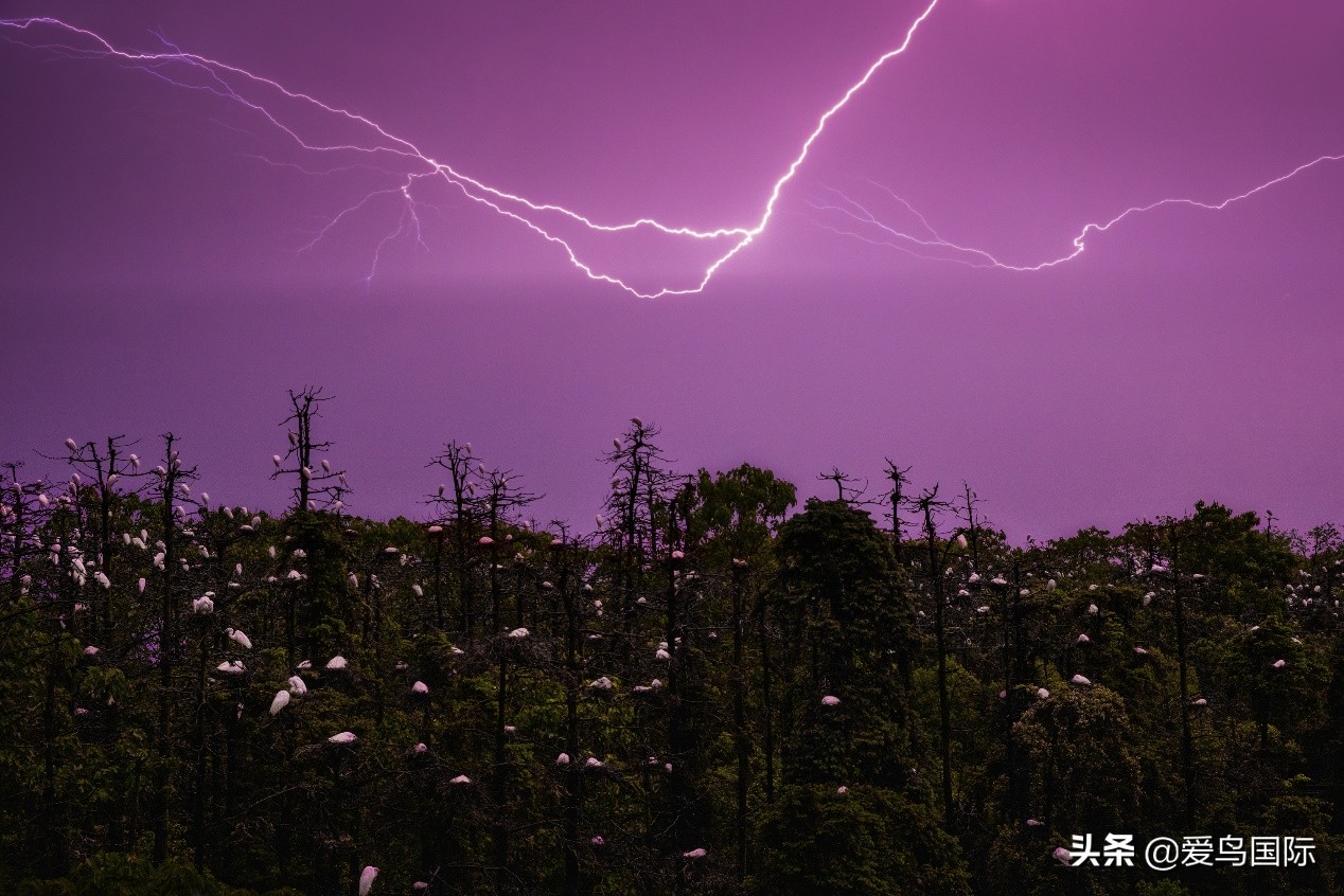 鸟类欣赏,鸟类观鸟图片