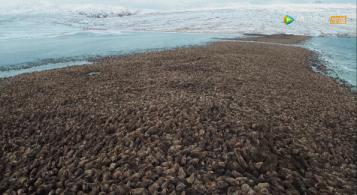 炸裂9.9，BBC再出神片，美得让人脸红