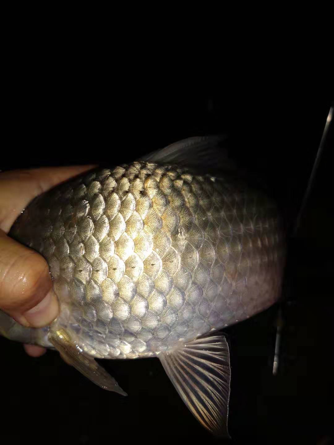 钓鱼奶香添加剂哪个牌子好,冬天钓鱼添加剂用甜还是香