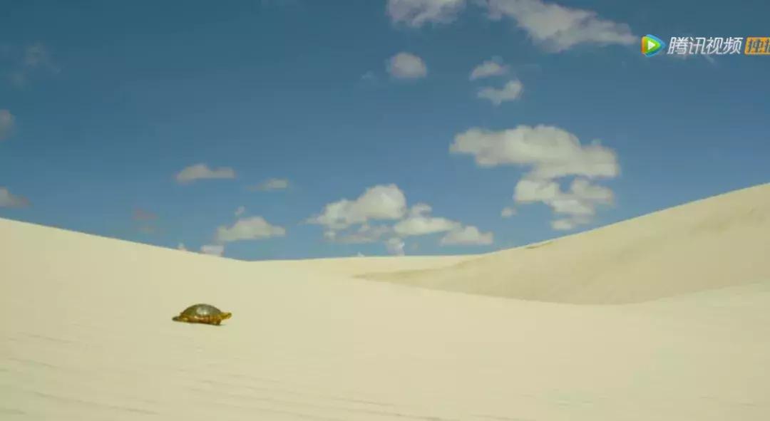 这部BBC纪录片一开播就拿下9.5高分，除了美更培养了孩子的世界观