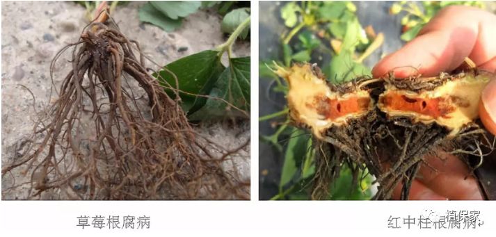 草莓常见病虫害图谱,草莓病虫害图片大全集