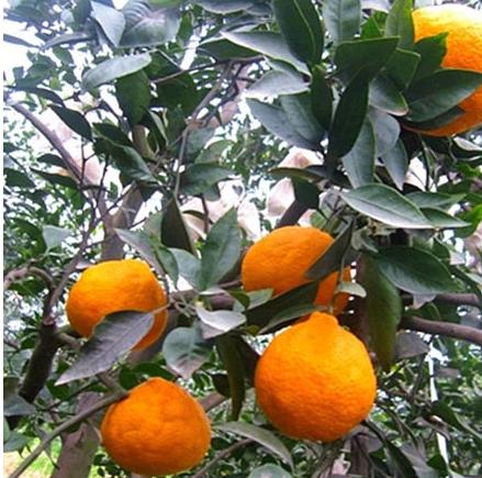 丑橘应该如何种？科学的管理让丑橘味美汁多吃不腻，快来学习