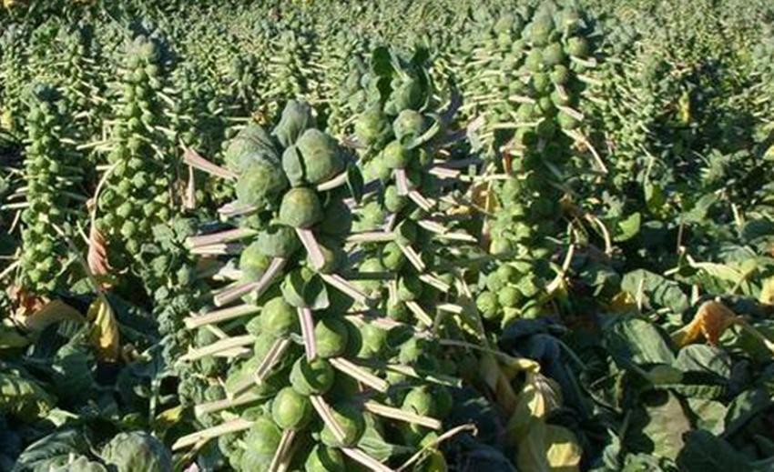 种植各种蔬菜的技术和方法,科学种植蔬菜有什么好方法