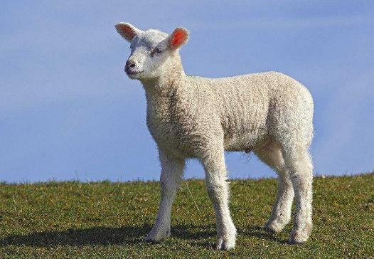 预防羊痘最有效的方法,羊痘季节