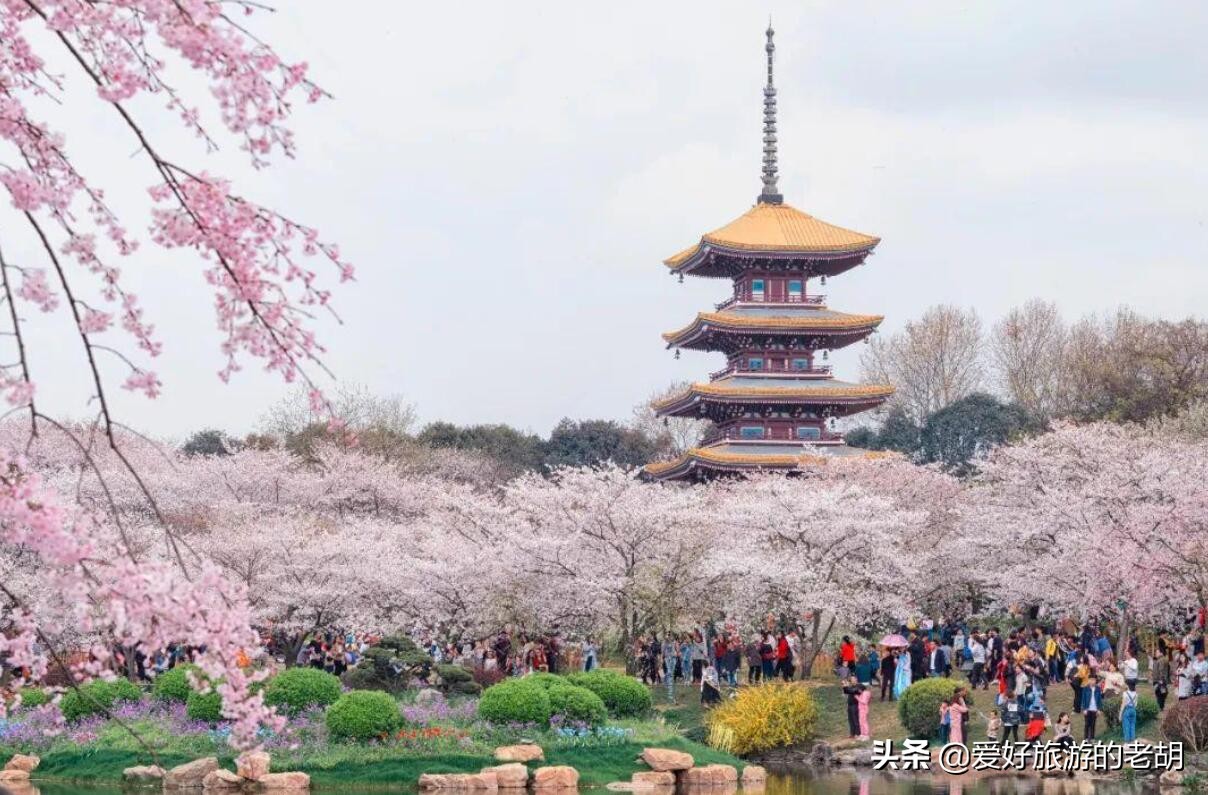 长沙堪比武汉东湖樱花园的地方，1万株樱花，为啥去的人却不多？