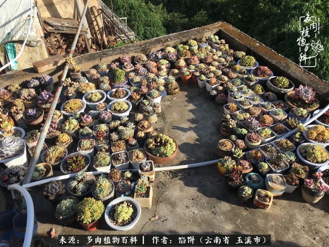 多肉对比图片,多肉对比高清图