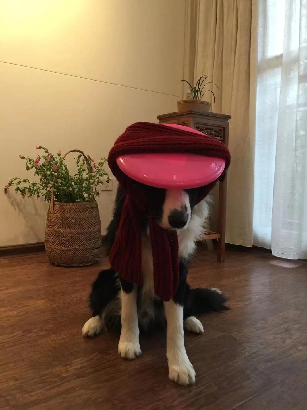 男生猛犬穿女装,男生细狗穿女装