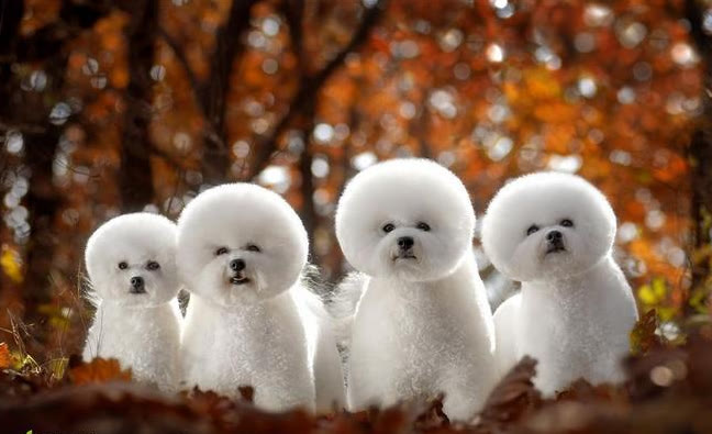 比熊一顿吃多少狗粮合适,比熊一顿吃多少狗粮合适两个月