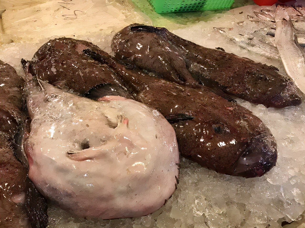 一年一度的开渔季,开渔季味蕾狂欢之旅